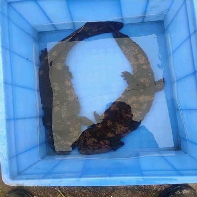 黑云魚養(yǎng)殖水溫調(diào)控技巧，黑云魚養(yǎng)殖水溫調(diào)控技巧摘要：黑云魚養(yǎng)殖水溫調(diào)控技巧 黑云魚養(yǎng)殖水溫調(diào)控技巧，黑云魚養(yǎng)殖水溫調(diào)控技巧摘要：黑云魚養(yǎng)殖水溫調(diào)控技巧 龍魚百科 第5張