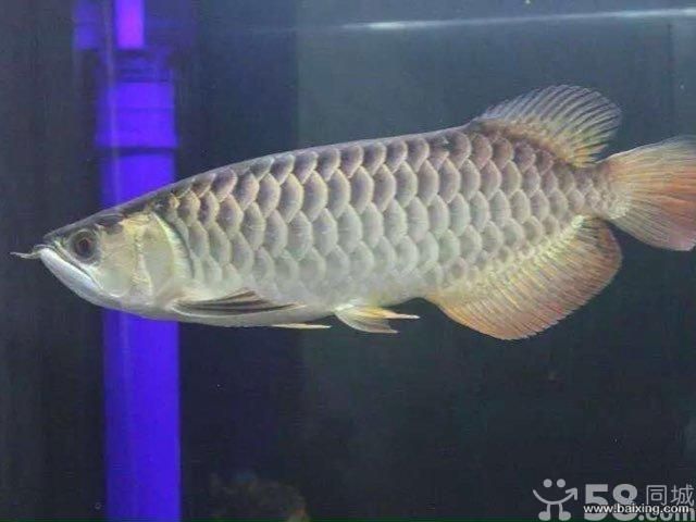 極品古典藍金龍魚價格多少（極品古典藍金龍魚多少錢一條）