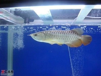 家里養龍魚有什么好處和壞處（養龍魚有什么講究和忌諱）