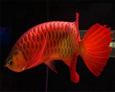 紅龍魚繁殖快嗎（紅龍魚的繁殖方式有一個奇特的行為）