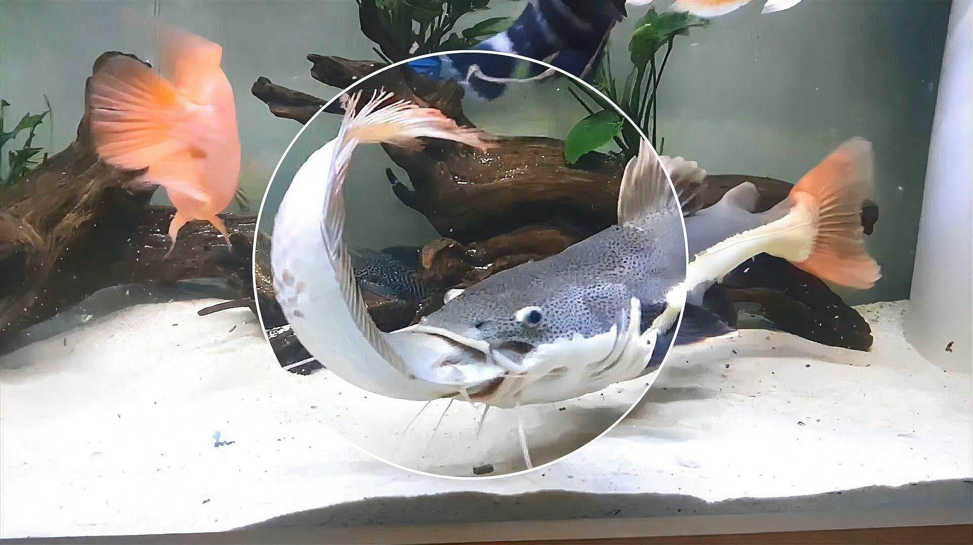 招財貓魚吃金龍魚視頻大全