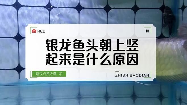 龍魚豎立怎么辦