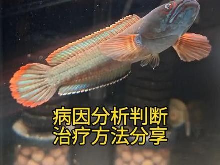 龍魚蒙眼嚴(yán)重怎么辦啊
