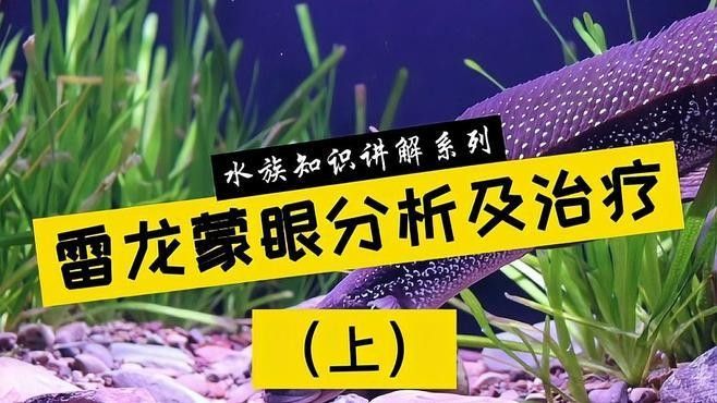 龍魚蒙眼嚴重怎么辦啊