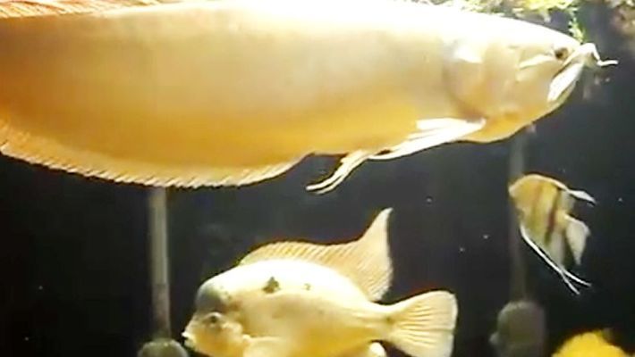 龍魚空運(yùn)多少錢一條啊：關(guān)于龍魚空運(yùn)費(fèi)用的詳細(xì)信息