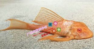 龍魚空運(yùn)多少錢一條啊：關(guān)于龍魚空運(yùn)費(fèi)用的詳細(xì)信息
