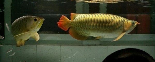 龍魚可以吃泥鰍嗎有毒嗎：龍魚可以吃泥鰍嗎