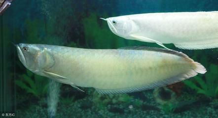 銀龍魚在廣東用加熱棒嗎（銀龍魚冬季水溫穩定嗎？）