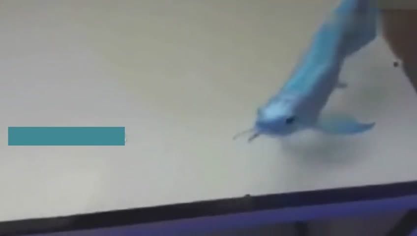 極品金龍魚多少錢一條（極品白金龍魚價格超過40萬美金如何辨別金龍魚真偽）