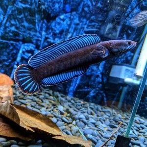 奶茶雷龍魚價格
