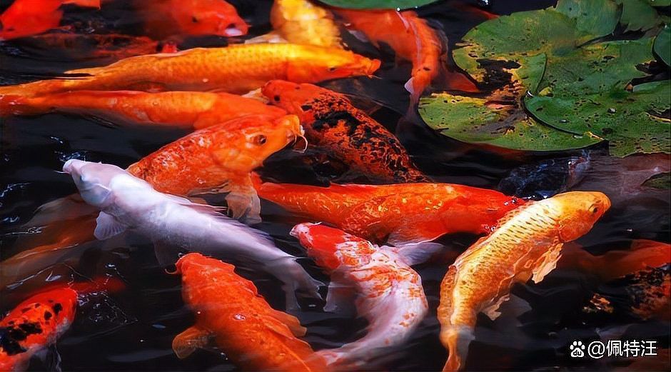 錦鯉和龍魚哪個更耐寒？