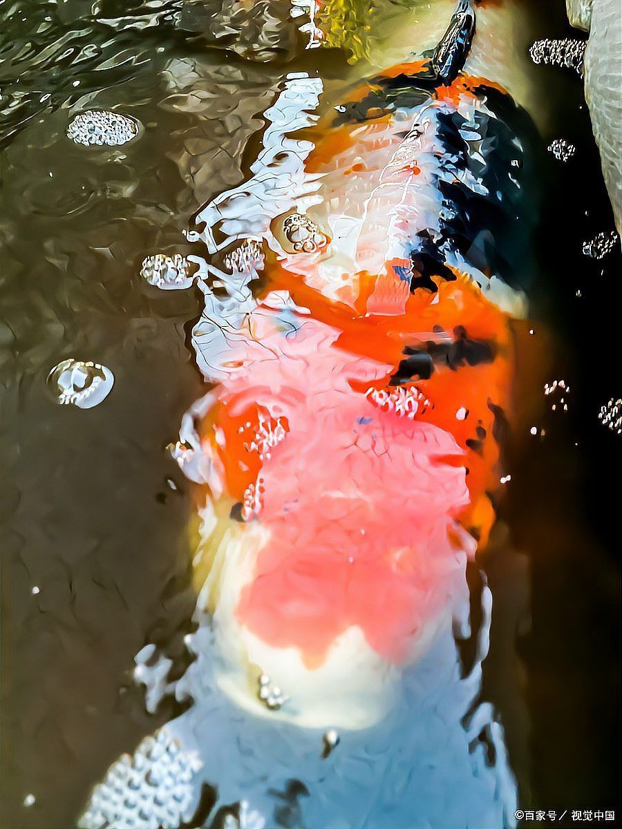 錦鯉和龍魚哪個更耐寒？