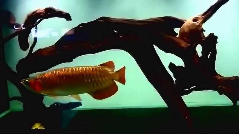 紅龍魚喂食視頻播放器