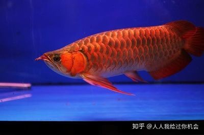國內紅龍魚繁殖基地有哪些:國內紅龍魚繁殖基地有哪些呢? 龍魚百科 第1張 國內紅龍魚繁殖基地有哪些:國內紅龍魚繁殖基地有哪些呢? 國內紅龍魚繁殖基地有哪些:國內紅龍魚繁殖基地有哪些呢? 龍魚百科 第1張