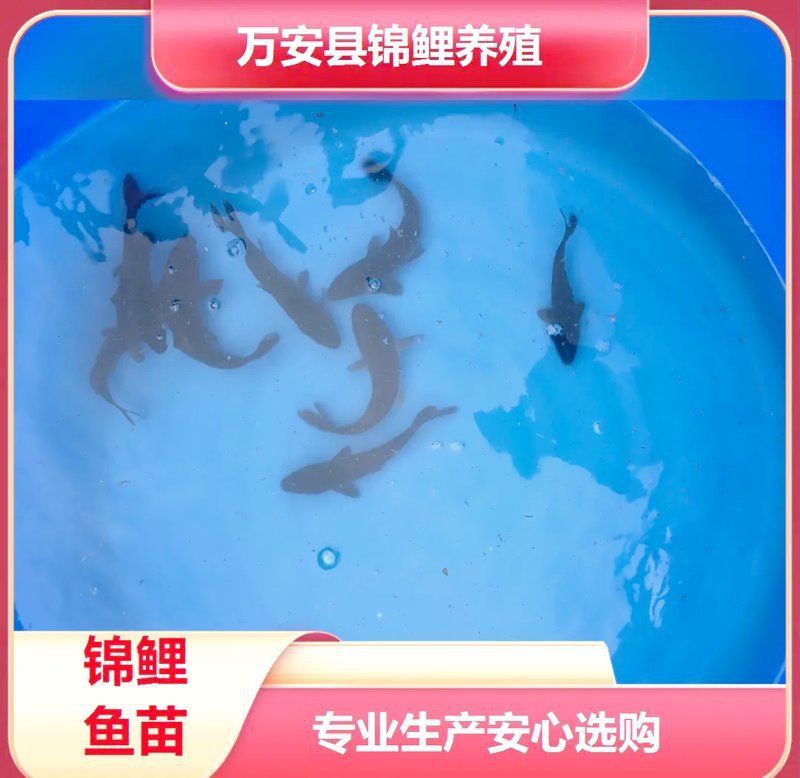 錦鯉體質(zhì)10個征兆