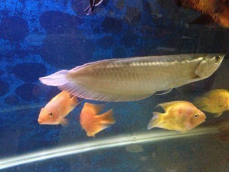 銀龍魚多少度水溫最好