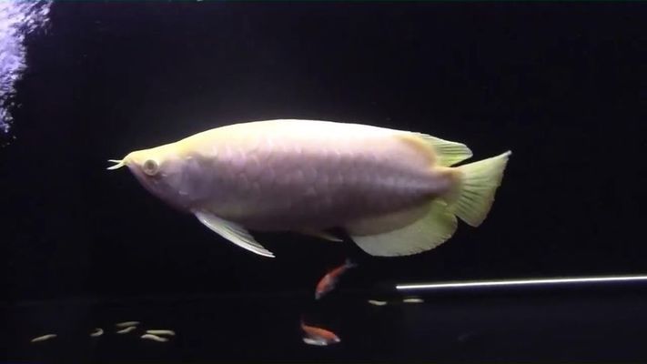 金龍魚圖片高清大圖壁紙（金龍魚圖片高清大圖壁紙大全）