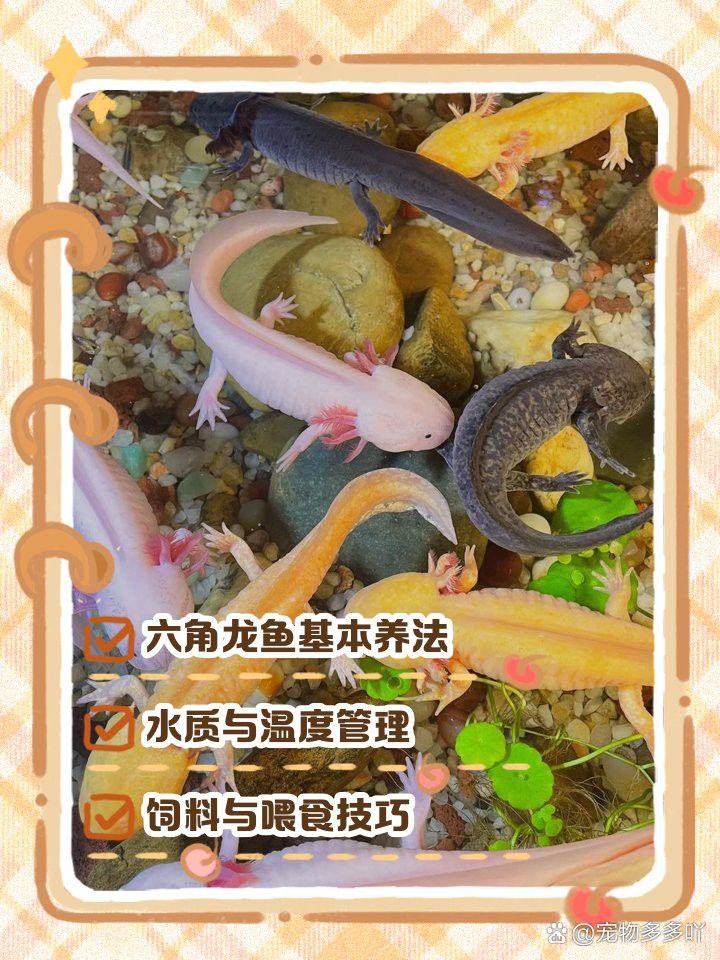 熒光色系六角龍需要特殊的飼料嗎？