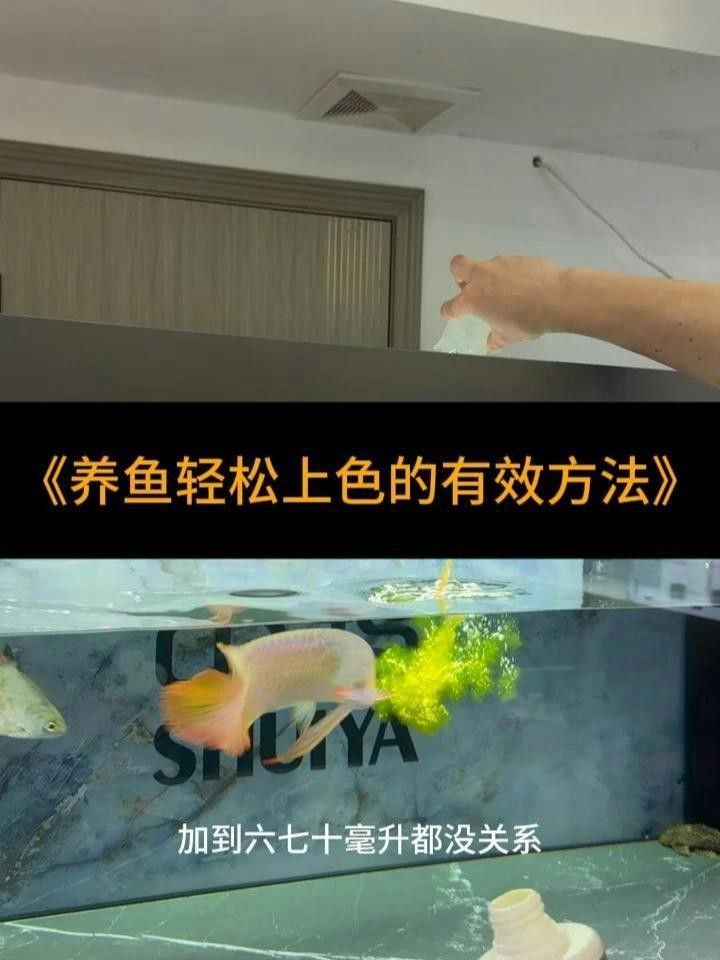 金龍魚養多長時間發色正常了