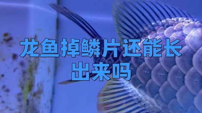 龍魚再生鱗片如何處理？ 龍魚再生鱗片如何處理？ 龍魚百科 第1張