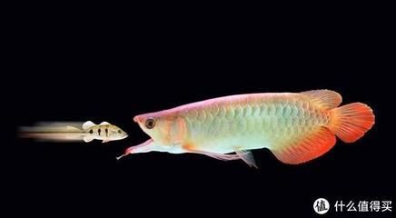 龍魚應該喂什么：龍魚應該喂的食物有哪些 龍魚應該喂什么：龍魚應該喂的食物有哪些 龍魚百科 第4張