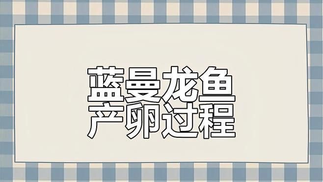 蘭龍魚怎么繁殖的