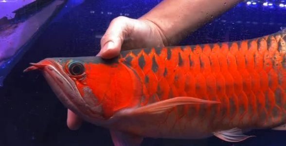 龍魚寄生蟲有哪些：龍魚寄生蟲的寄生蟲的常見表現，龍魚寄生蟲的常見表現 龍魚寄生蟲有哪些：龍魚寄生蟲的寄生蟲的常見表現，龍魚寄生蟲的常見表現 龍魚百科 第1張