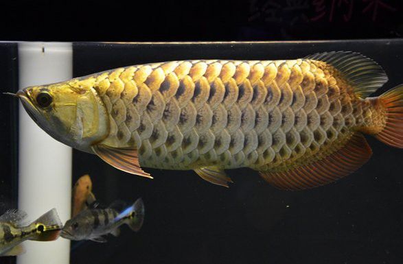如何鑒別古典金龍與普通金龍？