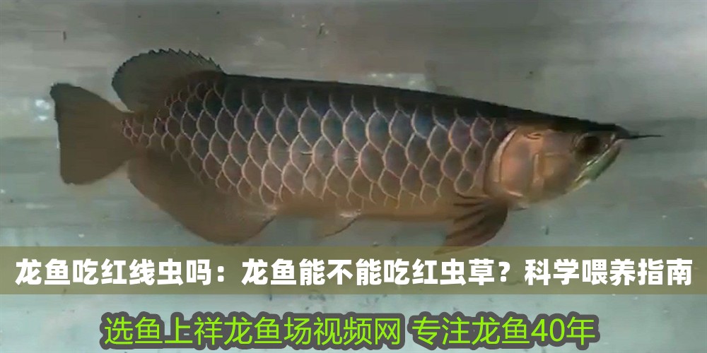 龍魚吃紅線蟲嗎：龍魚能不能吃紅蟲草？科學喂養(yǎng)指南