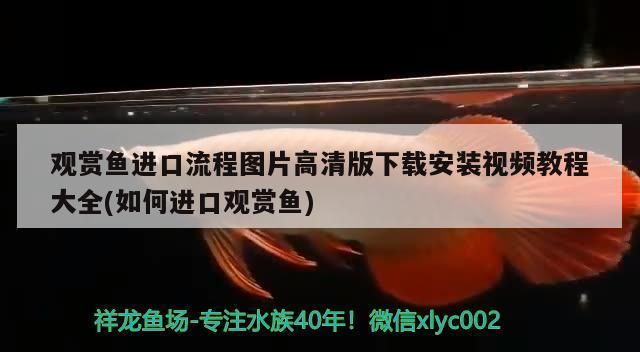 金龍魚50公分價格（50公分的金龍魚價格可以從幾百元到幾萬元不等） 金龍魚50公分價格（50公分的金龍魚價格可以從幾百元到幾萬元不等） 龍魚百科 第3張