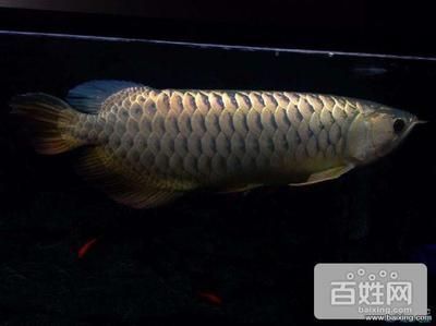 金龍魚50公分價格（50公分的金龍魚價格可以從幾百元到幾萬元不等） 金龍魚50公分價格（50公分的金龍魚價格可以從幾百元到幾萬元不等） 龍魚百科 第4張
