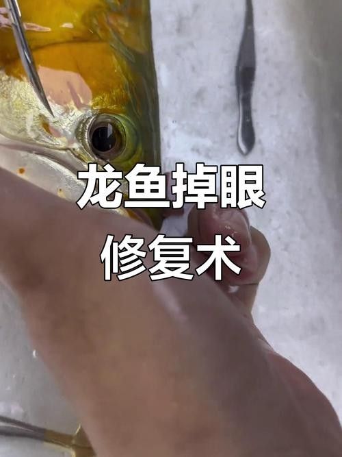 龍魚水溫控制技巧：龍魚水溫控制在養魚中占據重要地位適宜的水溫控制技巧