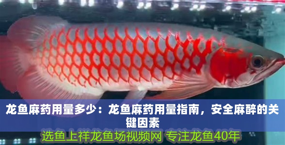 龍魚麻藥用量多少：龍魚麻藥用量指南，安全麻醉的關鍵因素