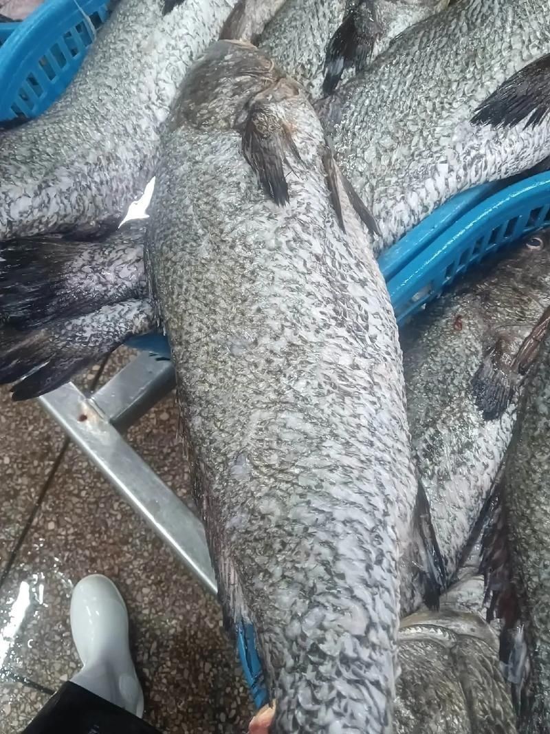 鮸魚圖片