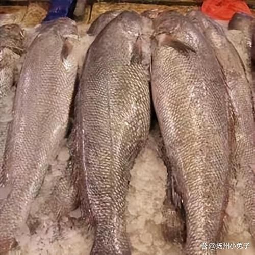 鮸魚圖片