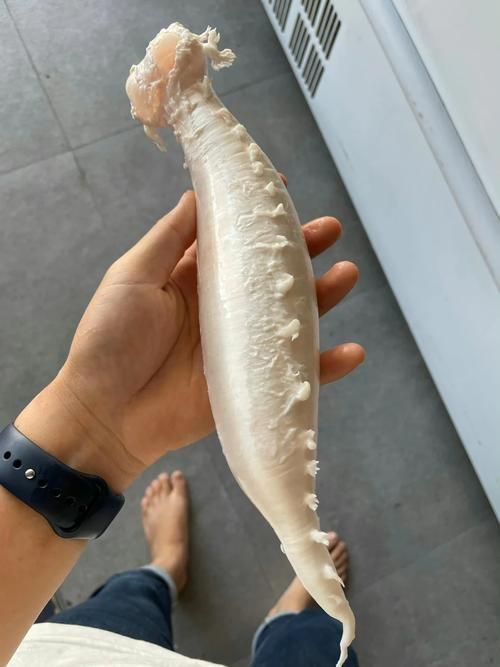鮸魚圖片