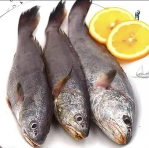 鮸魚圖片