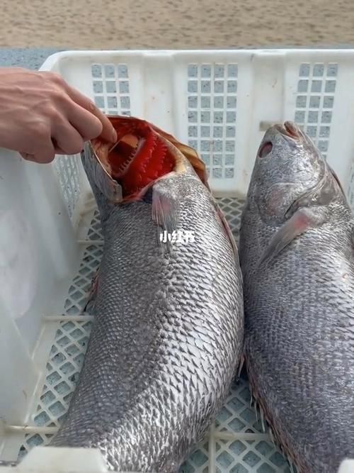 鮸魚圖片