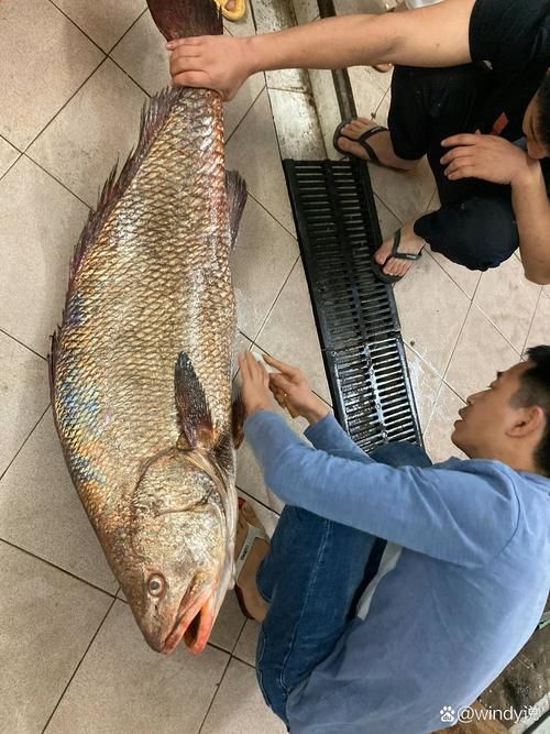 鮸魚圖片