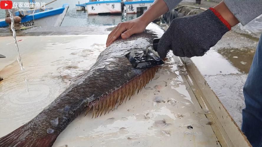 鮸魚圖片