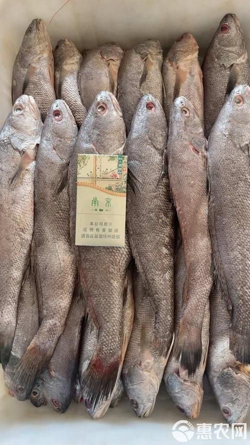 鮸魚圖片