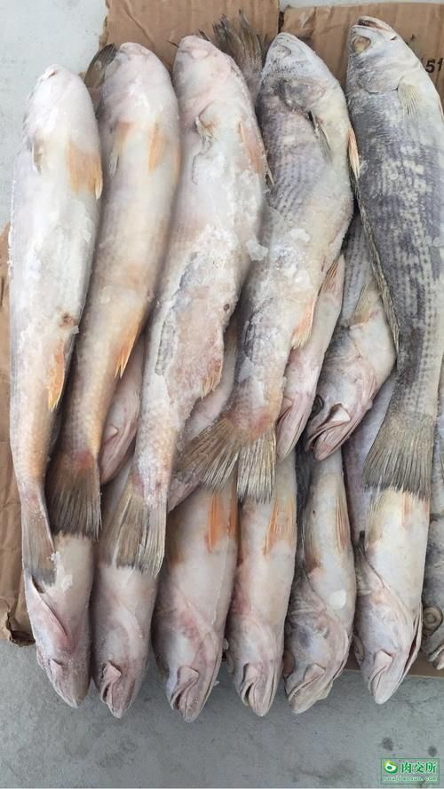 鮸魚圖片