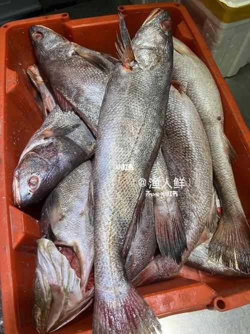 鮸魚圖片