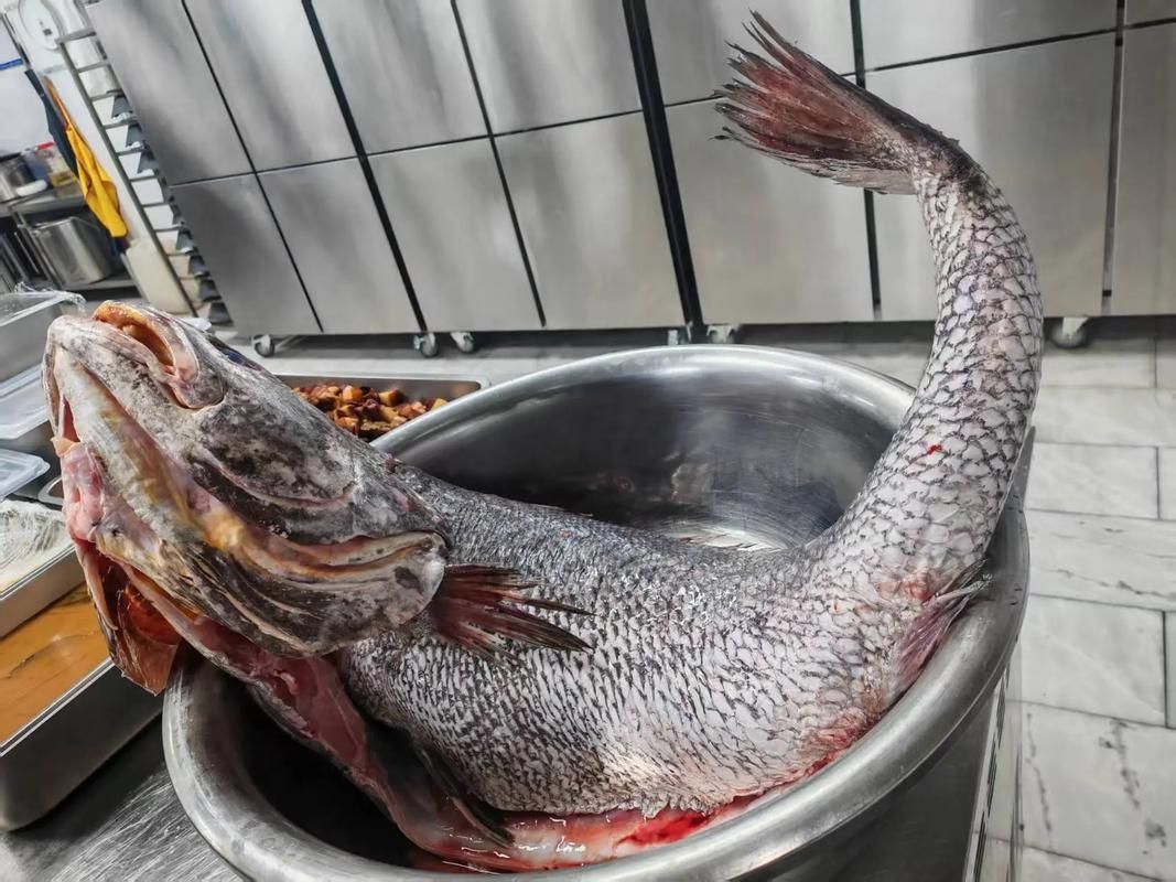 鮸魚圖片