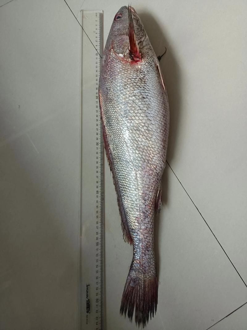 鮸魚圖片
