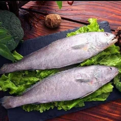 鮸魚圖片