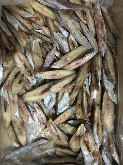 鮸魚圖片