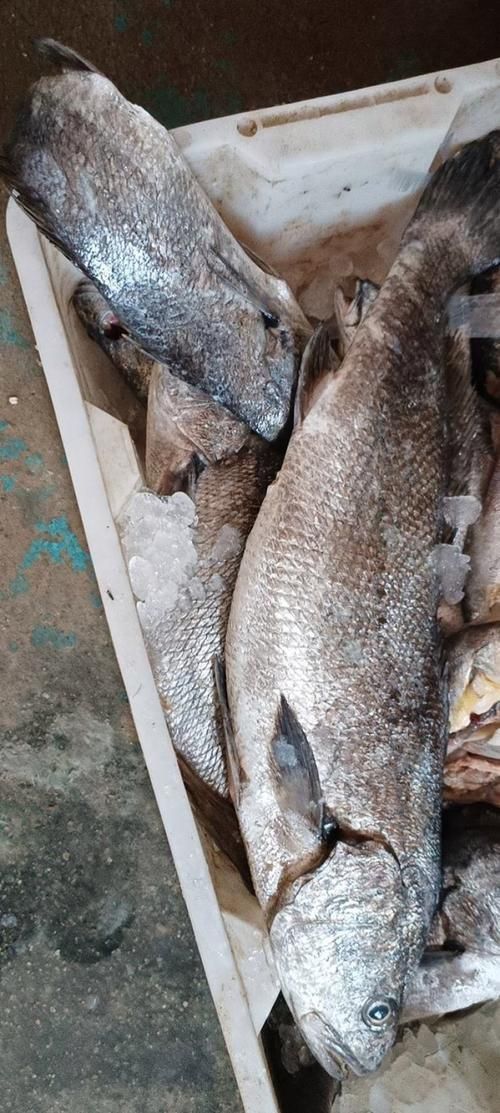 鮸魚圖片