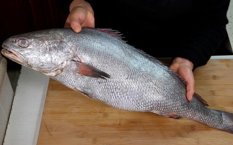鮸魚圖片