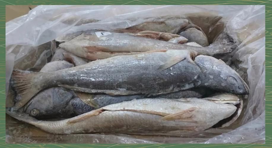 鮸魚圖片